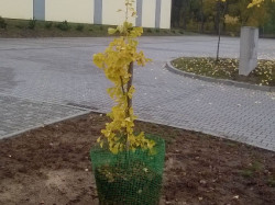 czlopa2015 9