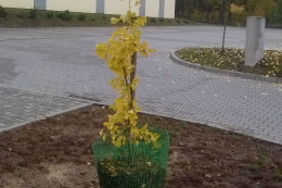 czlopa2015 9