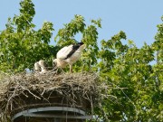 Storch2