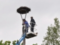 storchennest 4