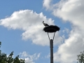storchennest 5