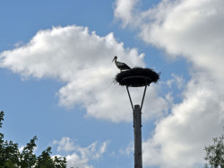 storchennest 5