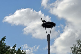 storchennest 5