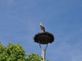 storchennest 6