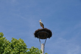 storchennest 6