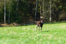 Munkedal2014 25