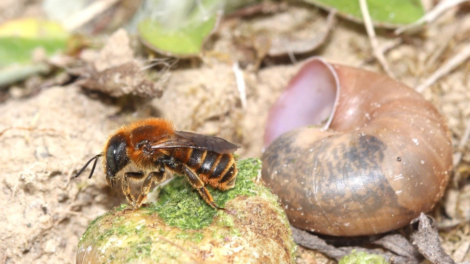 Schneckenhausbiene