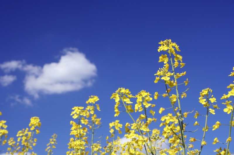 Raps vor blauem Himmel
